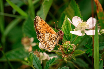 spider attacking a butterfly
