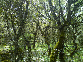 Fototapeta premium Fairy wood
