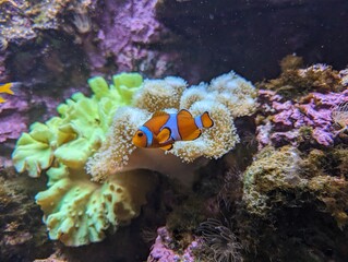 clownfish swimming along corals in aquarium

