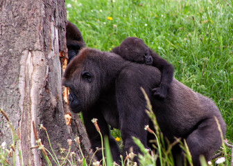 Western Lowland Gorilla (Gorilla gorilla gorilla) in Central Africa