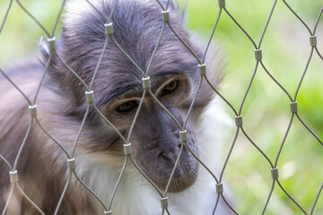 White-naped Mangabey (Cercocebus atys lunulatus) in West Africa