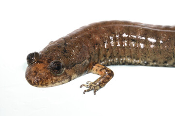 Blackbelly salamander (Desmognathus quadramaculatus) on a white background.  From South Carolina. 