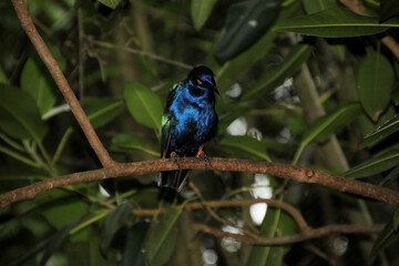 blue and yellow macaw