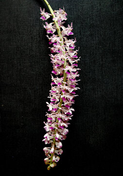 Foxtail Orchid, also called as Rhynchostylis retusa, it's an exotic blooming orchid.it is also assam's state flower is called kopou ful .