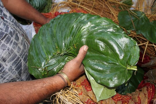 Tendu leaves for beedi (thin cigarettes) fanned out by a merchant on a market in Jaipur, India