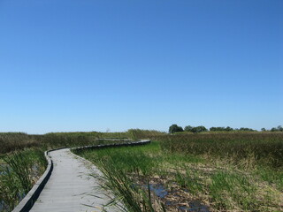 Wooden pier over a swamp in Louisiana, USA on a sunny day