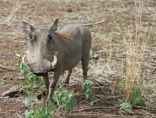 Naklejka na ściany i meble Encounter an adult warthog on a safari in Namibia