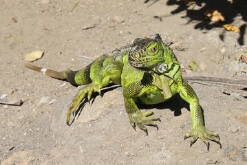 A green iguana is attentively looking on the Island of Sint Maarten in the Caribbean Sea