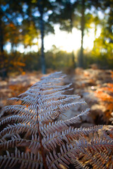 frozen fern in front of a sunrise in a pine forest in autumn