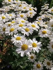 Fototapeta premium daisy-like flowers. Blooming Pyrethrum or tanacetum parthenium in a summer sunny garden. Floral wallpaper