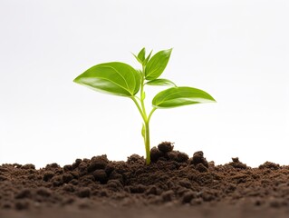 Fototapeta premium Sprouting Seedling Growth Potential Isolated on White Background AI Generated