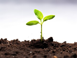 Sprouting Seedling Growth Potential Isolated on White Background AI Generated