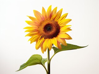 Fototapeta premium Sunflower Turning Towards Sun Positivity and Growth Isolated on White Background AI Generated