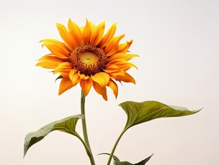 Naklejka premium Sunflower Turning Towards Sun Positivity and Growth Isolated on White Background AI Generated
