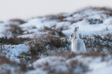 Mountain hare (Lepus timidus) on a snowy winter day in the Cairngorms, Scottish Highlands