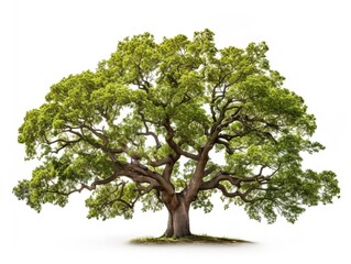 Obraz premium Tree with Deep Roots Stability and Growth Isolated on White Background AI Generated