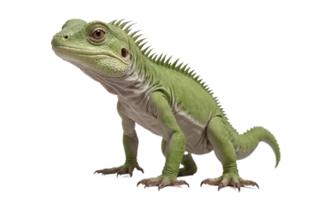 Foto op Canvas funny iguana animals in full body jumping through the picture isolated against transparent background © bmf-foto.de