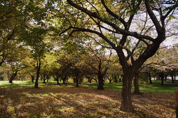 Obraz premium Trees in autumn. Flushing Meadows-Corona Park, Queens NY.