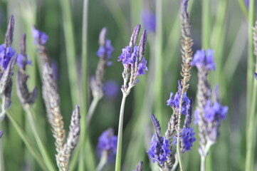 closeup of lavender flowers with green background