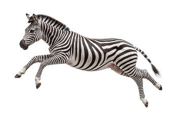 funny zebra animals in full body jumping through the picture isolated against transparent background