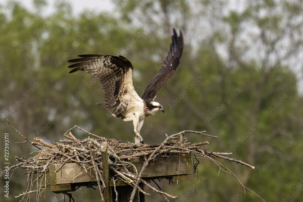 Canvas Prints The western osprey (Pandion haliaetus). Photo from Ospreys nesting