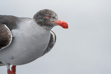Beautiful gray and orange Dolphin Gull (Leucophaeus scoresbii) in the Beagle Channel of Argentina