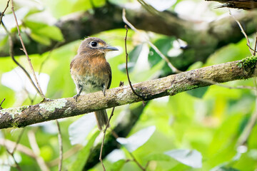 Rusty-breasted Nunlet (Nonnula rubecula) perched on a branch