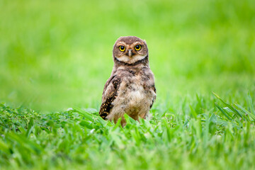 Juvenile Burrowing Owl (Athene cunicularia) staring at the camera from a patch of vibrant green grass