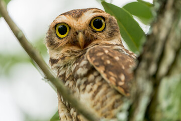Burrowing Owl (Athene cunicularia) staring down from a perch among branches
