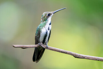 Female Black-throated Mango (Anthracothorax nigricollis) elegantly perched on a twig in Iguazu Falls, Argentina