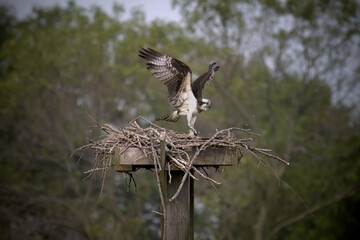 The western osprey (Pandion haliaetus). Photo from Ospreys nesting