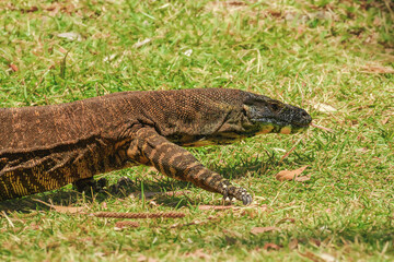 Lace monitor (Varanus varius) Australian large lizard walks on the grass, animal in the wild on a summer sunny day.
