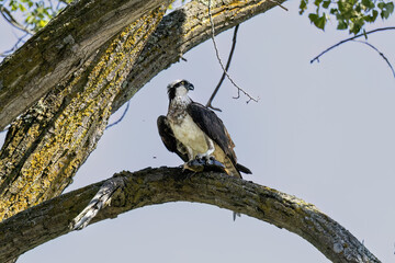The western osprey (Pandion haliaetus). Photo from Ospreys nesting