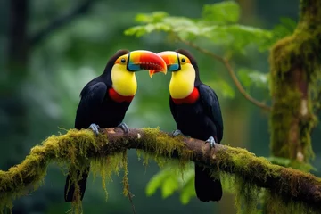 Poster Two vibrant birds perched on a branch, showcasing their vibrant plumage against a natural backdrop, Two toucans perch on a branch in the vibrant rainforest, AI Generated © Iftikhar alam