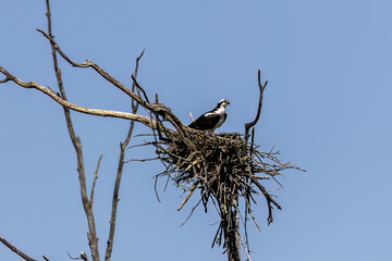 The western osprey (Pandion haliaetus). Photo from Ospreys nesting