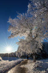 Frost-covered tree branches in a winter landscape illuminated by the low-lying sun.