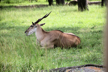 Naklejka na ściany i meble antelope in the grass