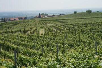 Fototapeta na wymiar Vineyards beautiful landscape near Colmar, France, famous wine-making region Alsace