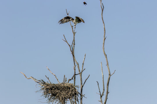 The western osprey (Pandion haliaetus). Photo from Ospreys nesting