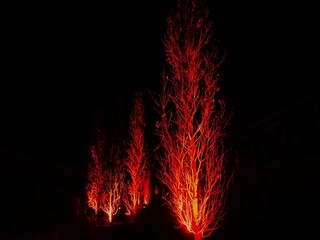 Winterlichter im Luisenpark in Mannheim mit bunt beleuchteten Bäumen und Sträuchern mystisch und...