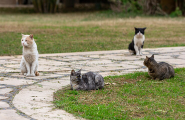 Feline harem outside