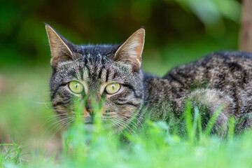 Cute grey cat behind green grass