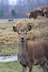 A doe with a black nose and brown fur in a deer farm in winter