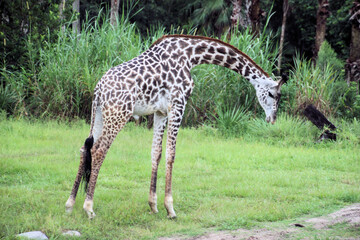 Obraz premium giraffe in the wild