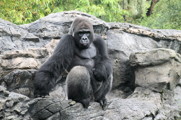 A close up of a Gorilla