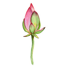 Lotus flower bud. Watercolor botany. Flower illustration, lotus.