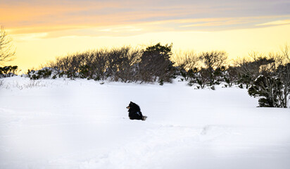 The dog is waiting patiently in the snow