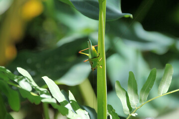lily of the valley in the garden