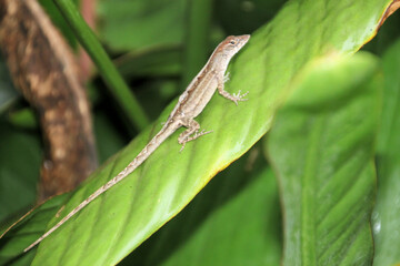 green lizard on a branch