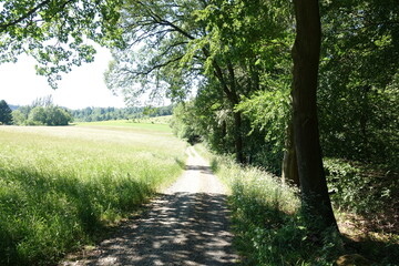 Fototapeta premium Feldweg